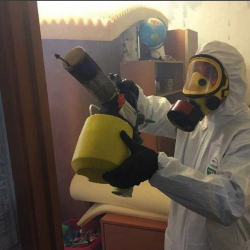 Уничтожение клопов в квартире. Дмитров
